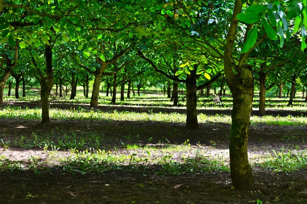 Fındık ağacı — Stok fotoğraf