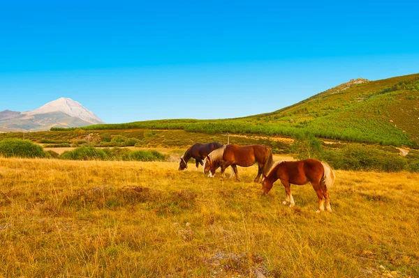 Cavalos — Fotografia de Stock