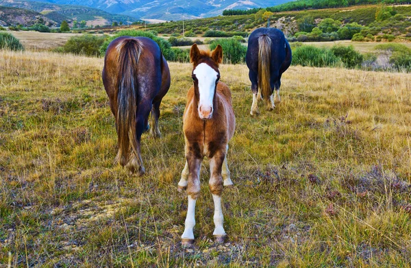 Cavalos — Fotografia de Stock