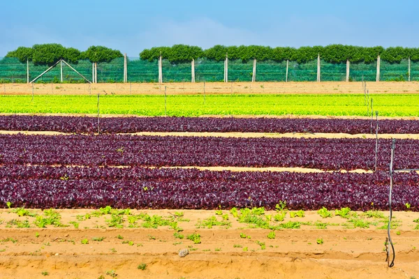 Campo de remolacha — Foto de Stock