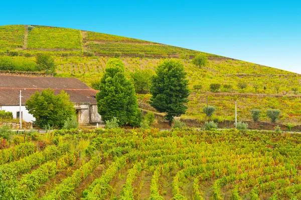 Vineyard — Stock Photo, Image