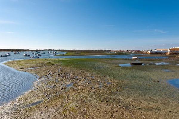 Swamp — Stock Photo, Image