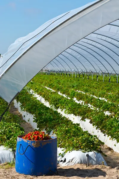 Strawberry — Stock Photo, Image