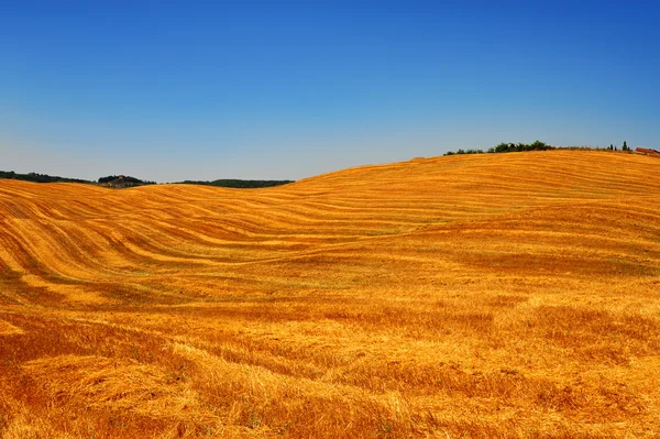 Collines dorées — Photo