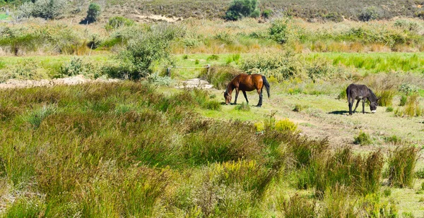 Caballo y burro — Foto de Stock