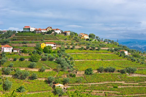 Vineyards — Stock Photo, Image