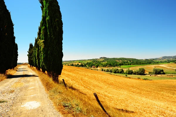 Cypress Alley Leading to the Farmhouse in Tuscany Stock Picture