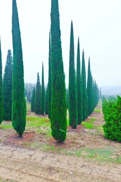 Cypress drzewa w ogrodzie przedszkola w Toskanii, Włochy — Zdjęcie stockowe
