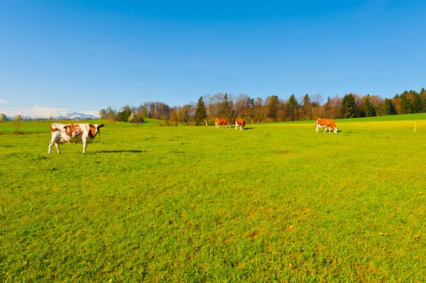 Pasture — Stock Photo, Image