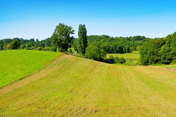 Kühe — Stockfoto