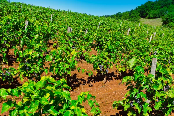 Vineyard — Stock Photo, Image