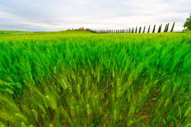 Cortijo y verdes prados pendientes de Toscana