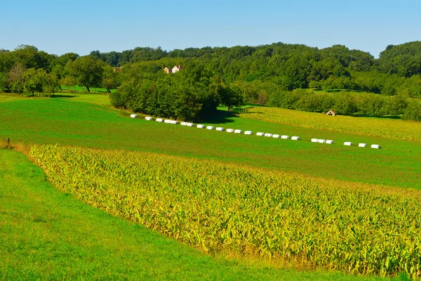 Plantación —  Fotos de Stock