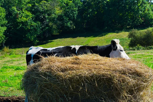 Het hooi — Stockfoto