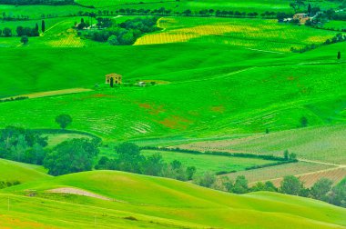 Tuscan yatay, üzüm bağları ve Mera