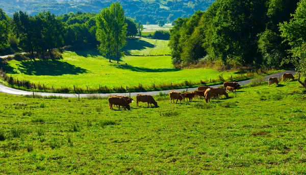 Pasture — Stock Photo, Image