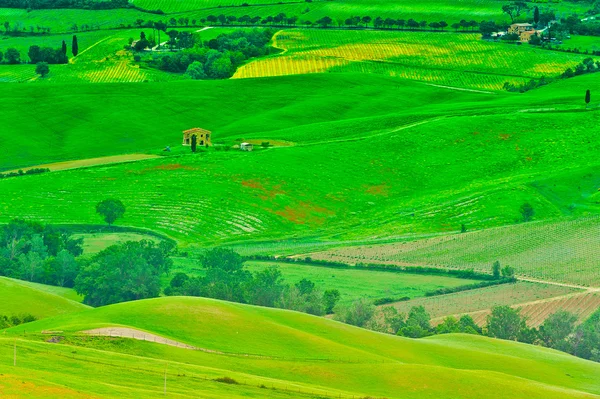 Toskanska landskapet med vingårdar och betesmark — Stockfoto