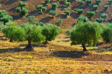 Olive grove