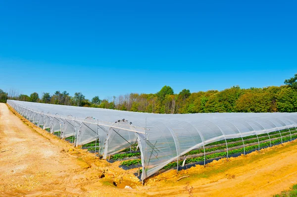 Greenhouse — Stock Photo, Image