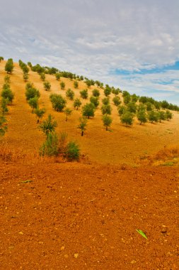 Olive grove