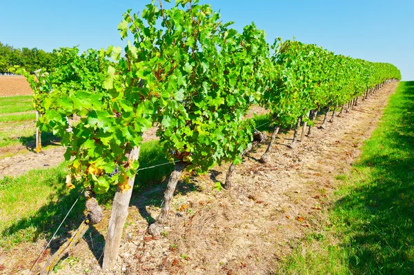 Bordeaux — Stok fotoğraf