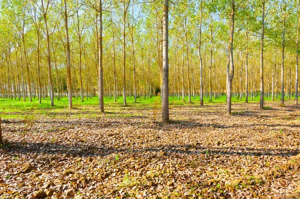 Floresta — Fotografia de Stock