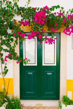 Bougainvillaea
