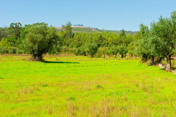 Olive Grove — Stock Photo, Image