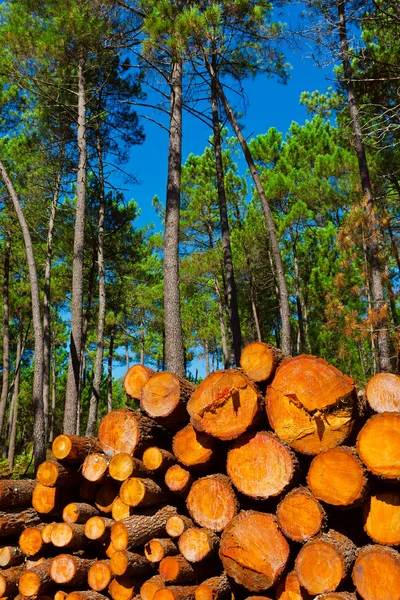 Bosque — Foto de Stock