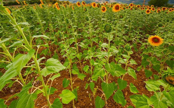 Girasol — Foto de Stock