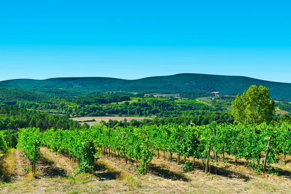 Vineyard — Stock Photo, Image