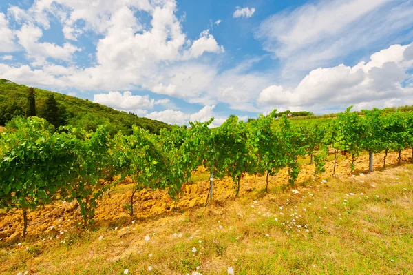 Vineyard — Stock Photo, Image