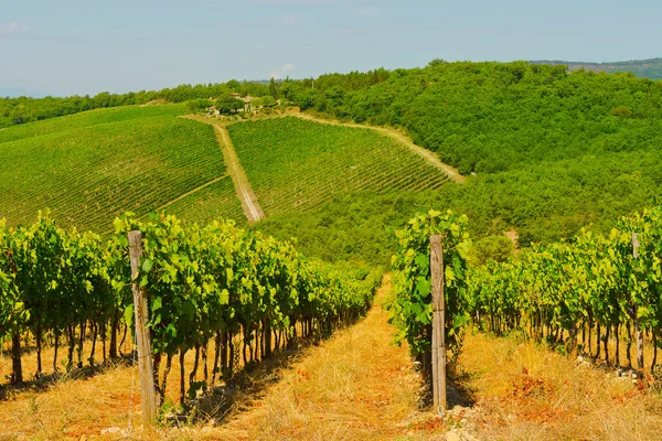 Vineyard — Stock Photo, Image