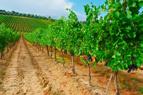 Vineyard — Stock Photo, Image