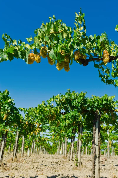 Grape — Stock Photo, Image