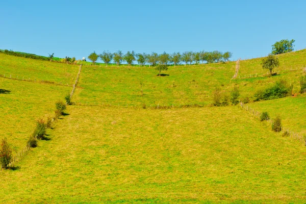 Meadow — Stock Photo, Image