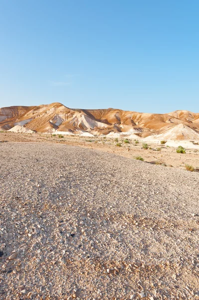 Desert — Stock Photo, Image