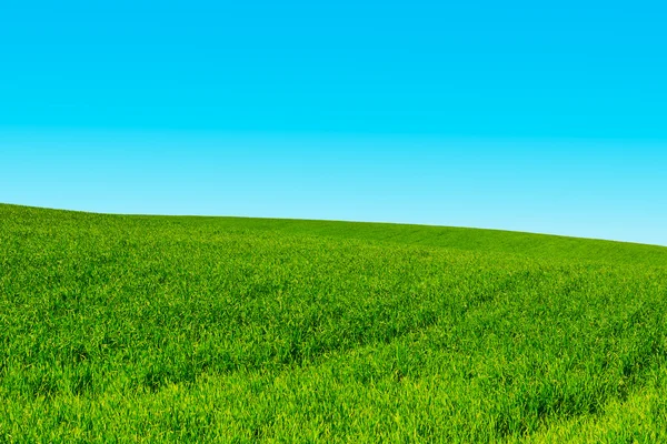 Green Grass — Stock Photo, Image