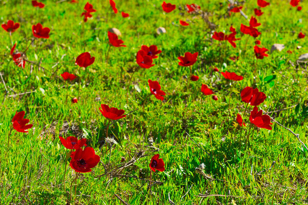 Anemones 