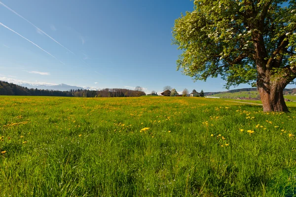 Blühender Baum — Stockfoto