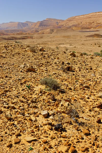 Desierto del Negev —  Fotos de Stock