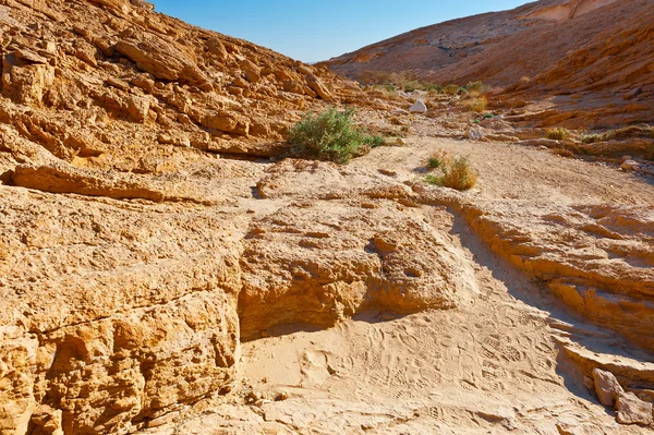 Primavera no deserto — Fotografia de Stock