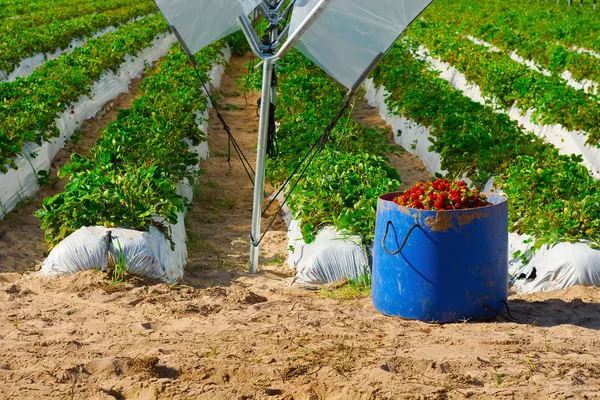 Strawberry — Stock Photo, Image