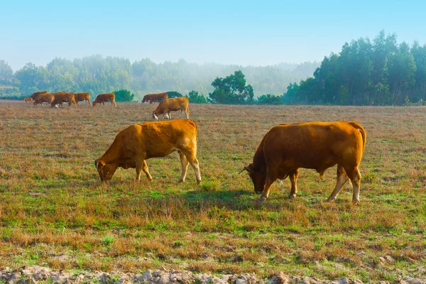 Vaches et taureaux — Photo