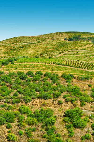 Heuvels van portugal — Stockfoto