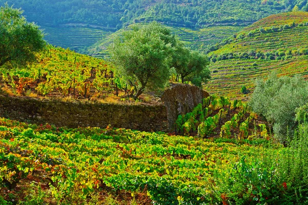 Vineyards — Stock Photo, Image