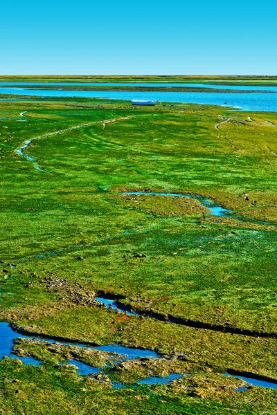 Bataklık — Stok fotoğraf