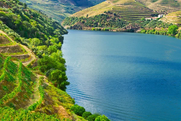 Valley  Douro — Stock Photo, Image