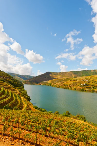 Vineyards — Stock Photo, Image