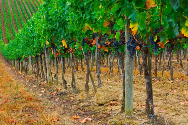 Vineyard — Stock Photo, Image